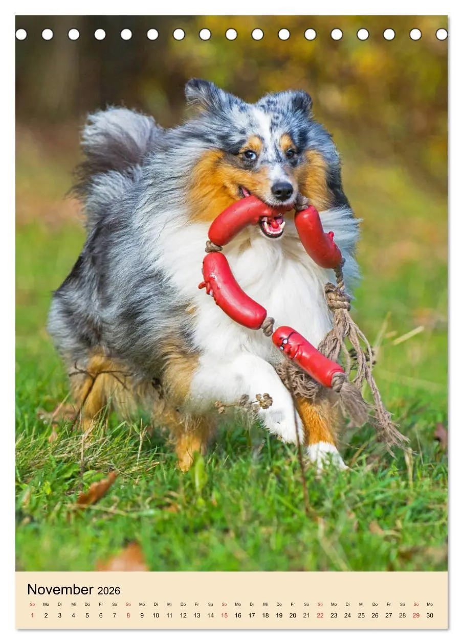 Bild: 9783516388022 | Sheltie - Wirbelwind auf 4 Pfoten (Tischkalender 2026 DIN A5 hoch),...
