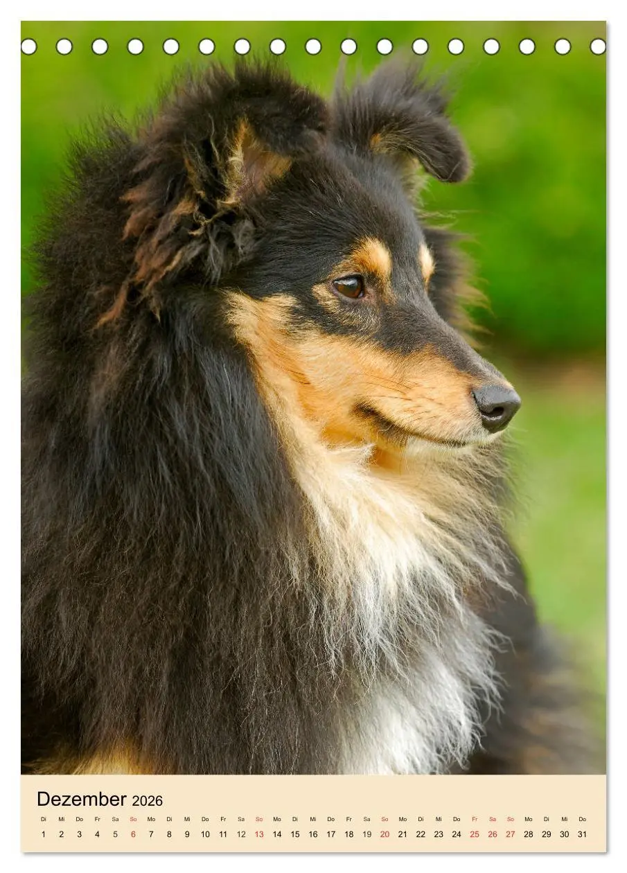 Bild: 9783516388022 | Sheltie - Wirbelwind auf 4 Pfoten (Tischkalender 2026 DIN A5 hoch),...
