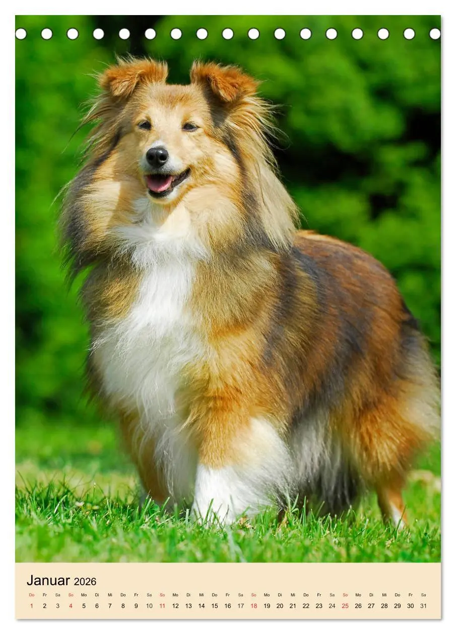 Bild: 9783516388022 | Sheltie - Wirbelwind auf 4 Pfoten (Tischkalender 2026 DIN A5 hoch),...