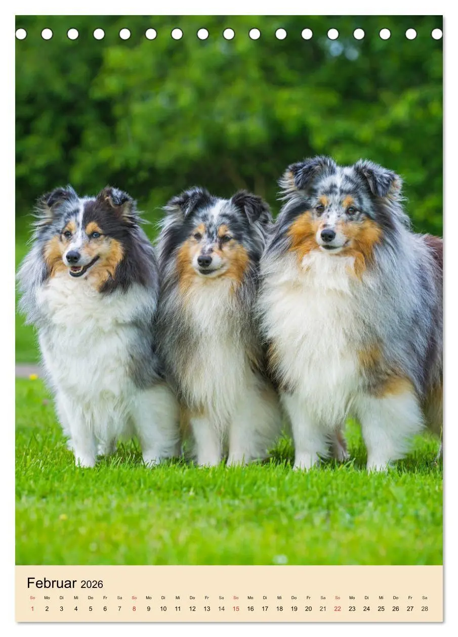 Bild: 9783516388022 | Sheltie - Wirbelwind auf 4 Pfoten (Tischkalender 2026 DIN A5 hoch),...