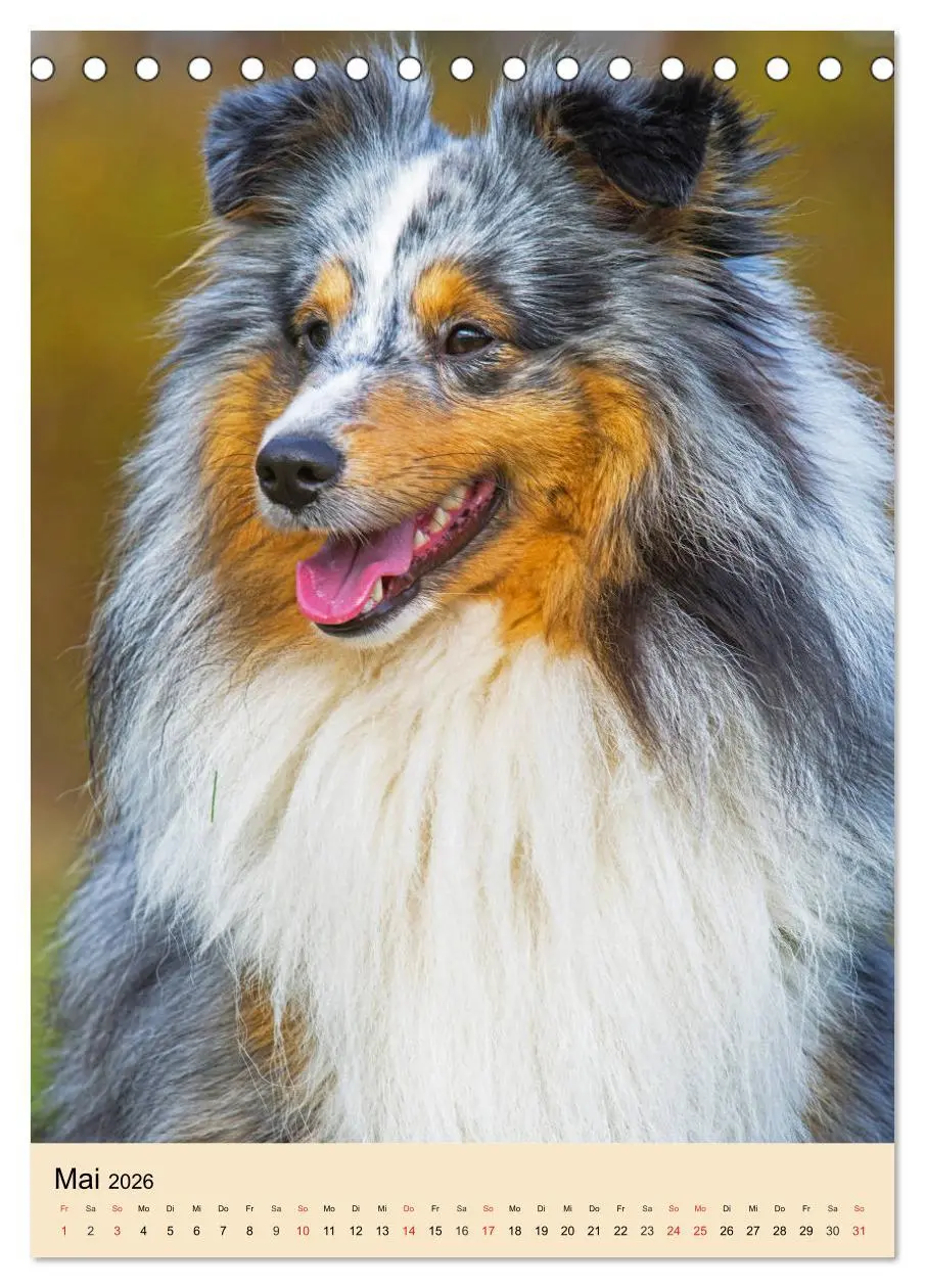 Bild: 9783516388022 | Sheltie - Wirbelwind auf 4 Pfoten (Tischkalender 2026 DIN A5 hoch),...