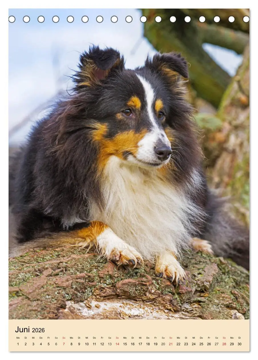Bild: 9783516388022 | Sheltie - Wirbelwind auf 4 Pfoten (Tischkalender 2026 DIN A5 hoch),...