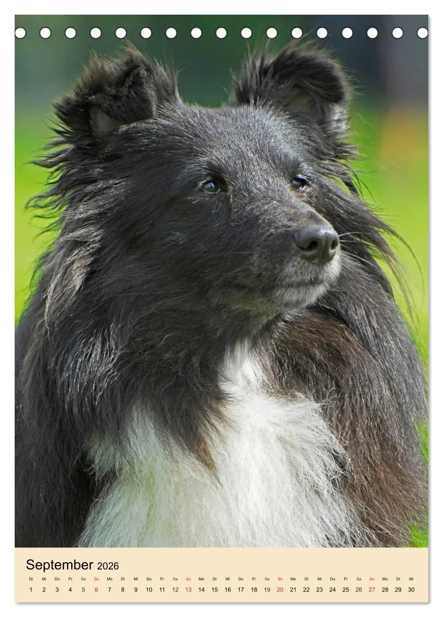 Bild: 9783516388022 | Sheltie - Wirbelwind auf 4 Pfoten (Tischkalender 2026 DIN A5 hoch),...