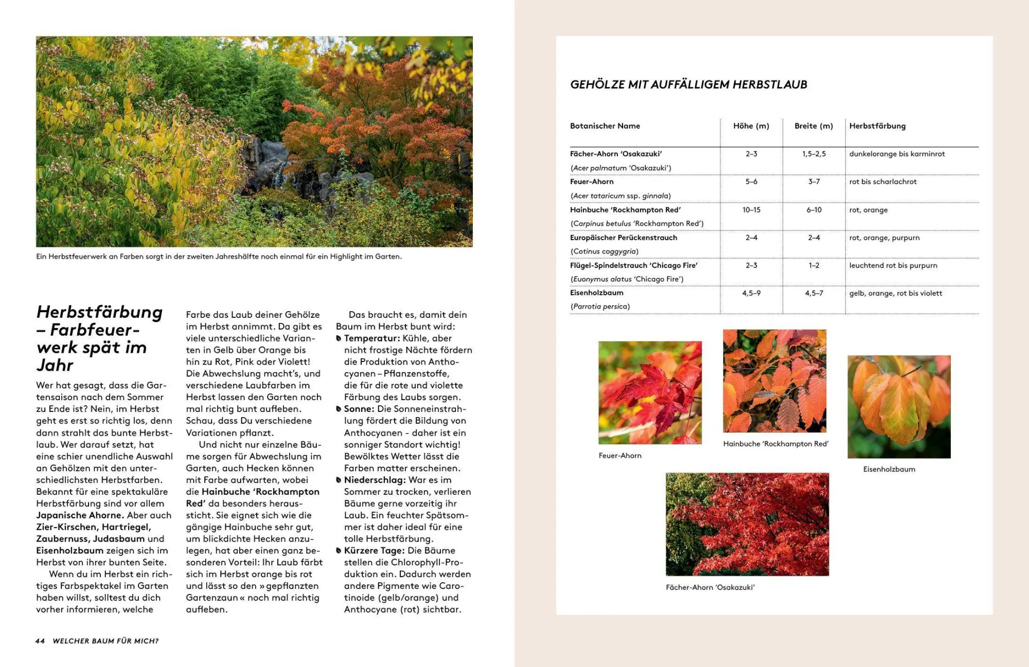 Bild: 9783912078022 | Kleine Bäume für den Garten | Sonja Di Leo (u. a.) | Buch | 160 S.