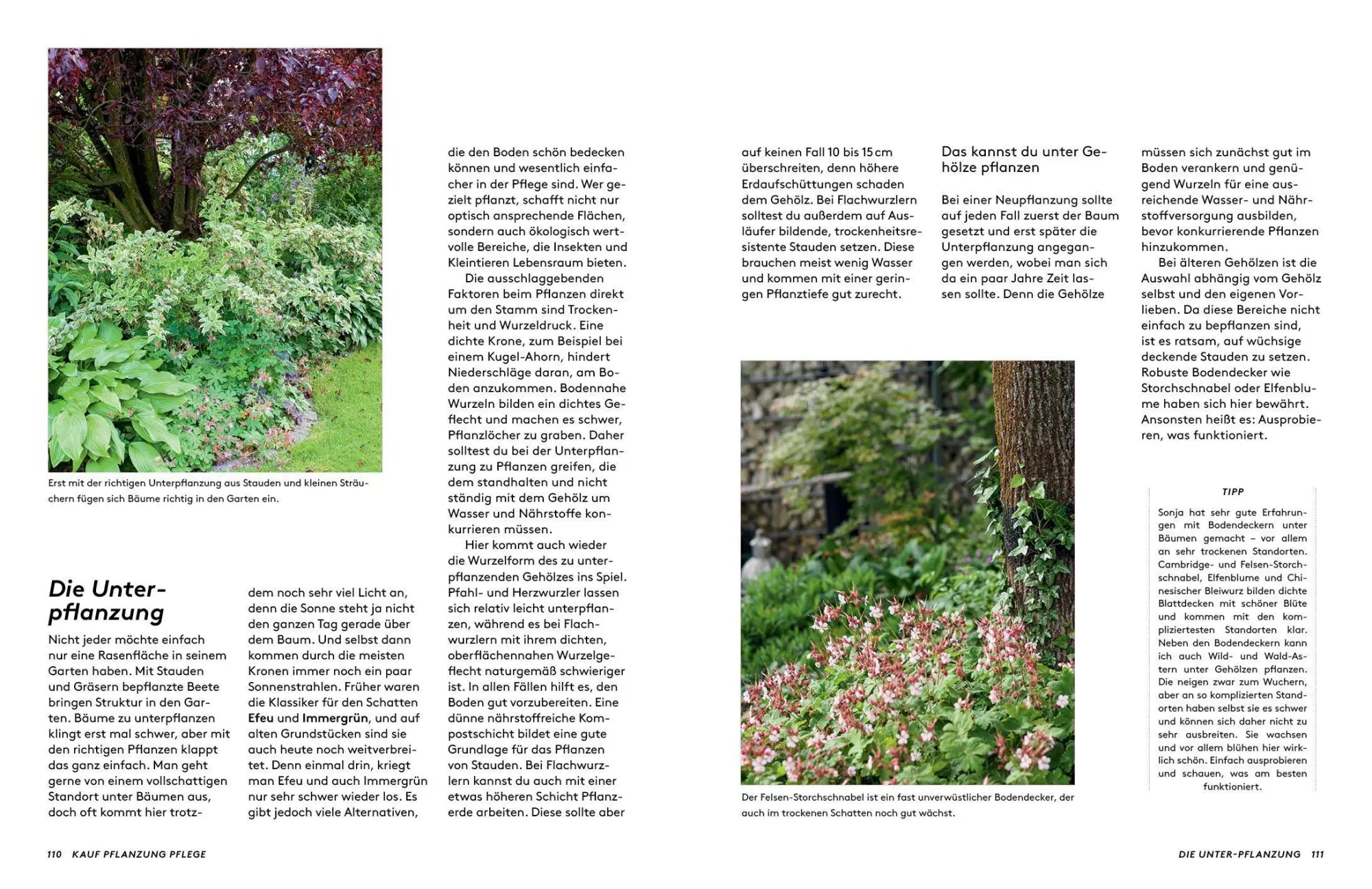 Bild: 9783912078022 | Kleine Bäume für den Garten | Sonja Di Leo (u. a.) | Buch | 160 S.