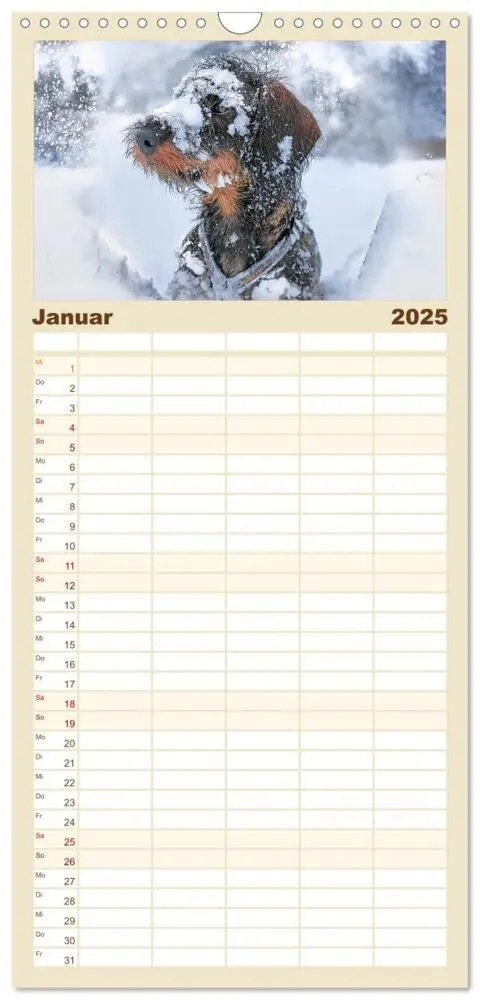 Bild: 9783457118122 | Familienplaner 2025 - Der Dackel mit 5 Spalten (Wandkalender, 21 x...