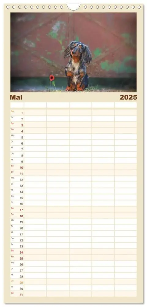 Bild: 9783457118122 | Familienplaner 2025 - Der Dackel mit 5 Spalten (Wandkalender, 21 x...