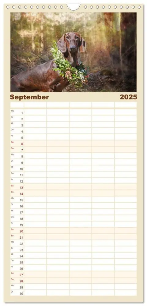 Bild: 9783457118122 | Familienplaner 2025 - Der Dackel mit 5 Spalten (Wandkalender, 21 x...