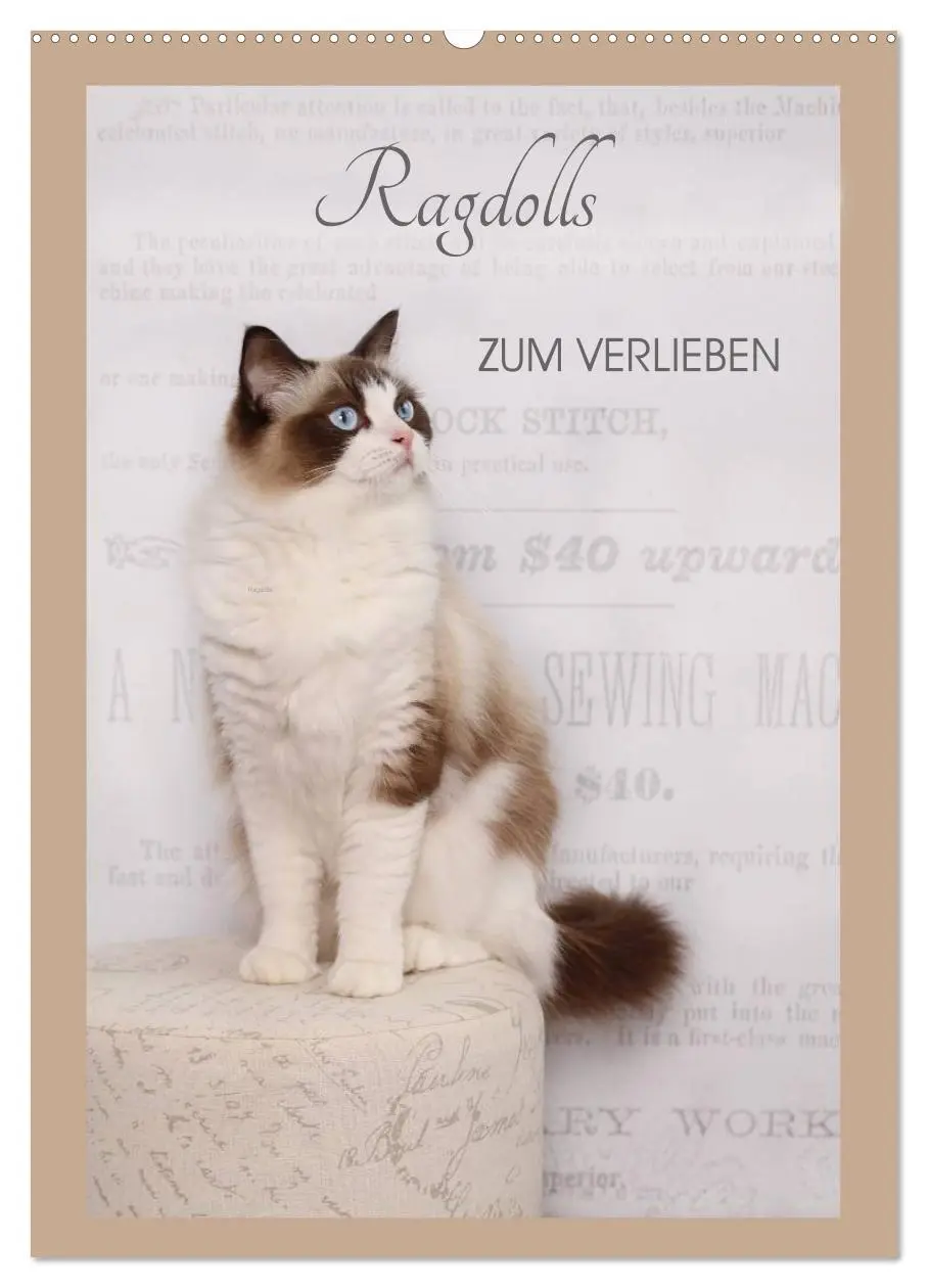 Cover: 9783516428322 | Ragdolls zum Verlieben (Wandkalender 2026 DIN A2 hoch), CALVENDO...