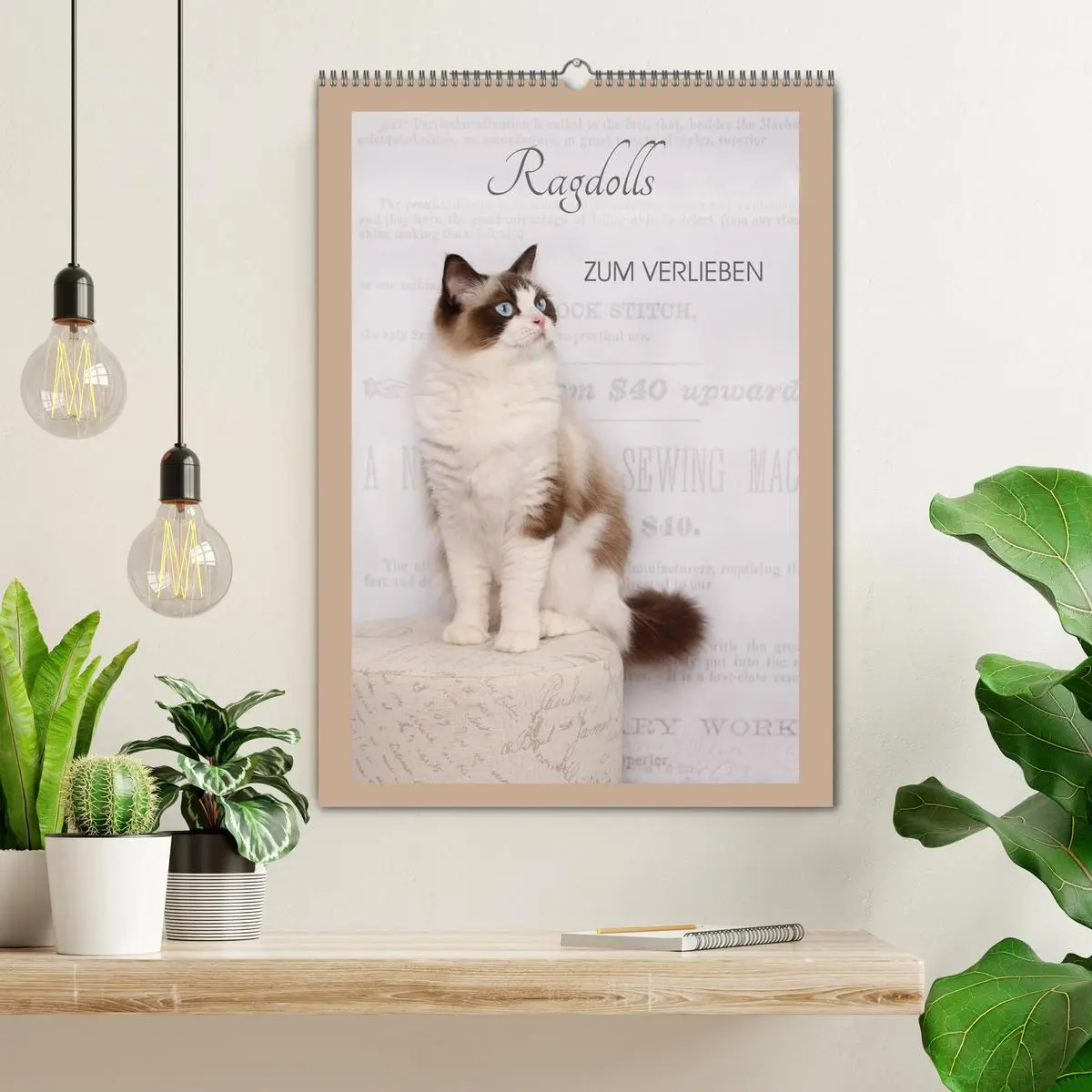 Bild: 9783516428322 | Ragdolls zum Verlieben (Wandkalender 2026 DIN A2 hoch), CALVENDO...