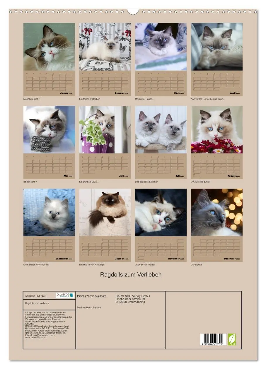 Bild: 9783516428322 | Ragdolls zum Verlieben (Wandkalender 2026 DIN A2 hoch), CALVENDO...