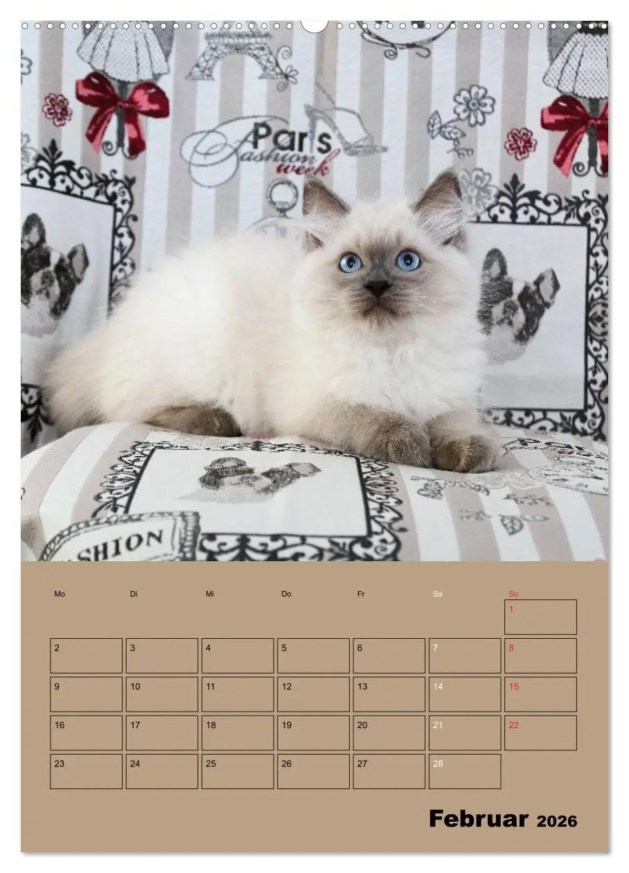 Bild: 9783516428322 | Ragdolls zum Verlieben (Wandkalender 2026 DIN A2 hoch), CALVENDO...