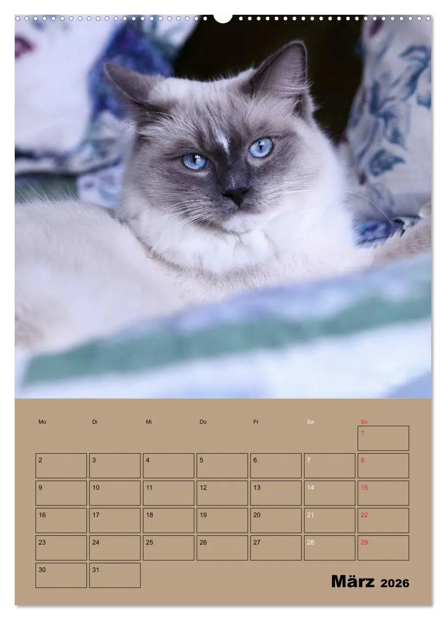 Bild: 9783516428322 | Ragdolls zum Verlieben (Wandkalender 2026 DIN A2 hoch), CALVENDO...