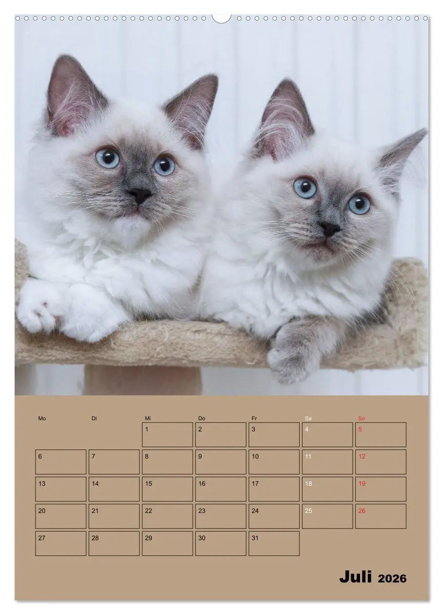 Bild: 9783516428322 | Ragdolls zum Verlieben (Wandkalender 2026 DIN A2 hoch), CALVENDO...
