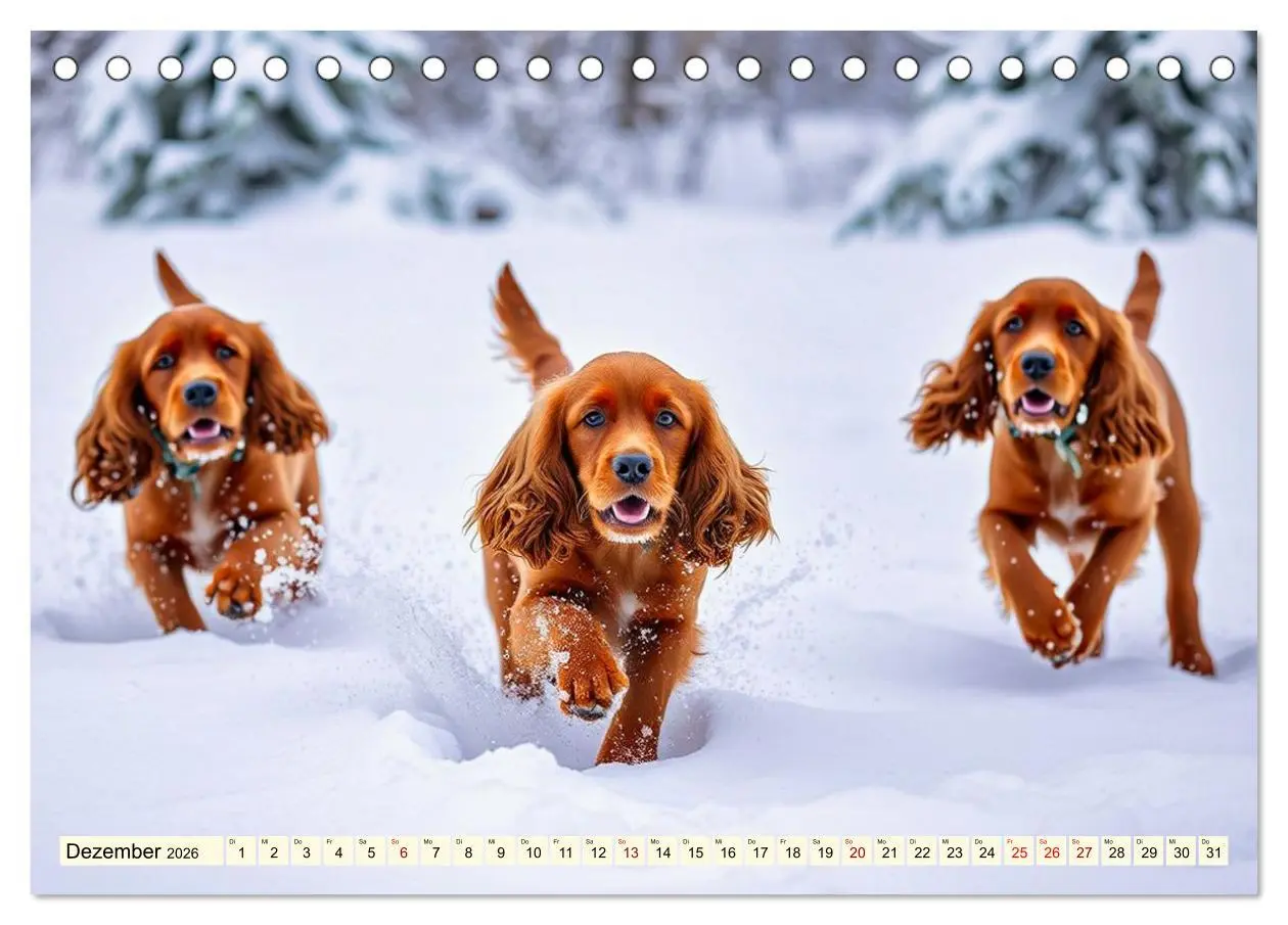 Bild: 9783516598322 | American Cocker Spaniel (Tischkalender 2026 DIN A5 quer), CALVENDO...