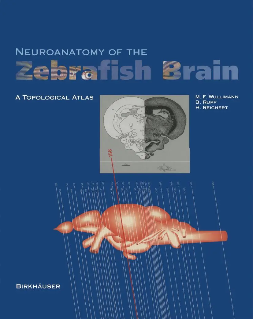 Cover: 9783034898522 | Neuroanatomy of the Zebrafish Brain | A Topological Atlas | Buch | vii
