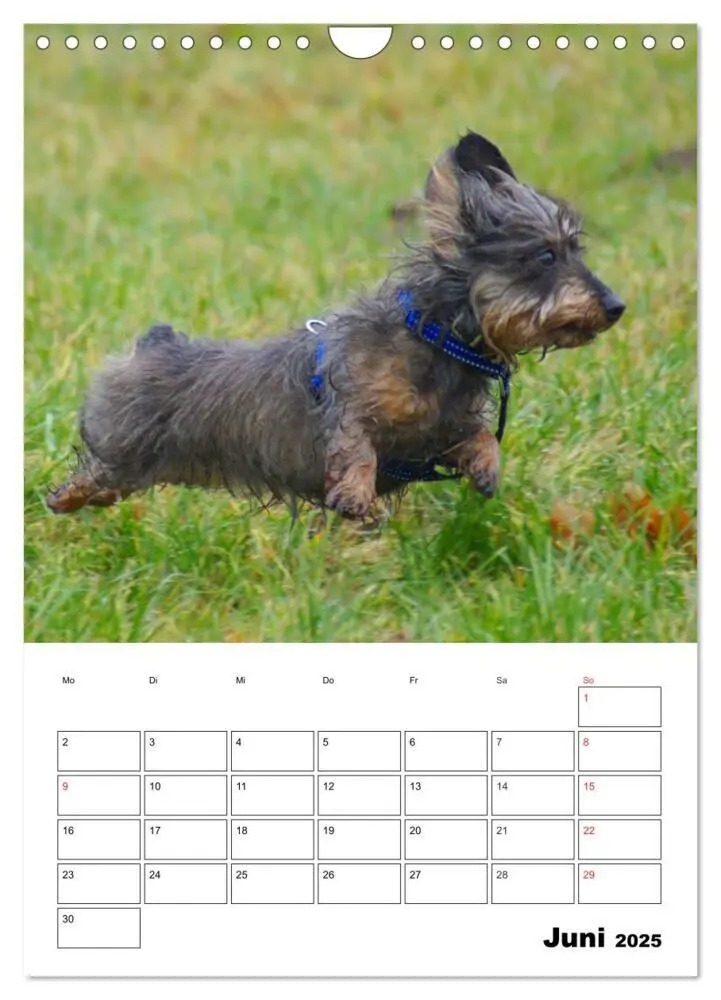 Bild: 9783457008522 | Liebenswerte Zwergrauhaardackel (Wandkalender 2025 DIN A4 hoch),...