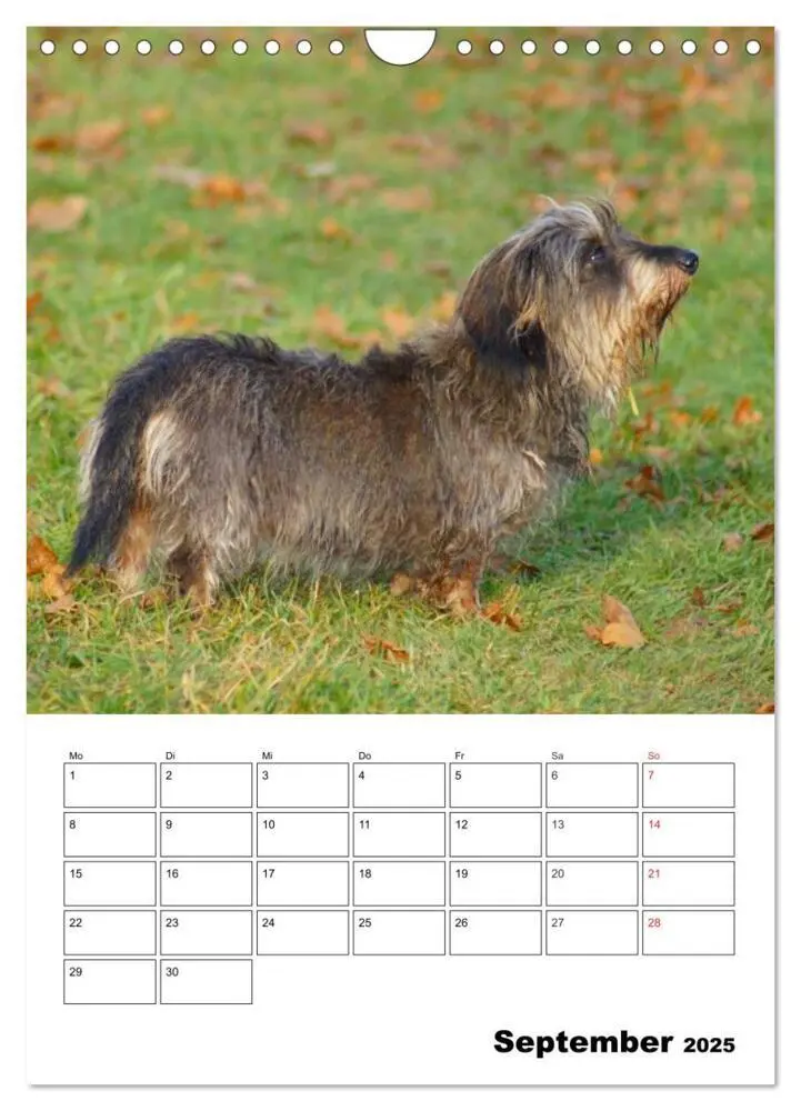 Bild: 9783457008522 | Liebenswerte Zwergrauhaardackel (Wandkalender 2025 DIN A4 hoch),...
