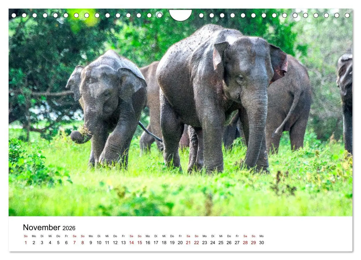 Bild: 9783457608722 | Sri Lanka - Eine wahre Perle im Indischen Ozean (Wandkalender 2026...