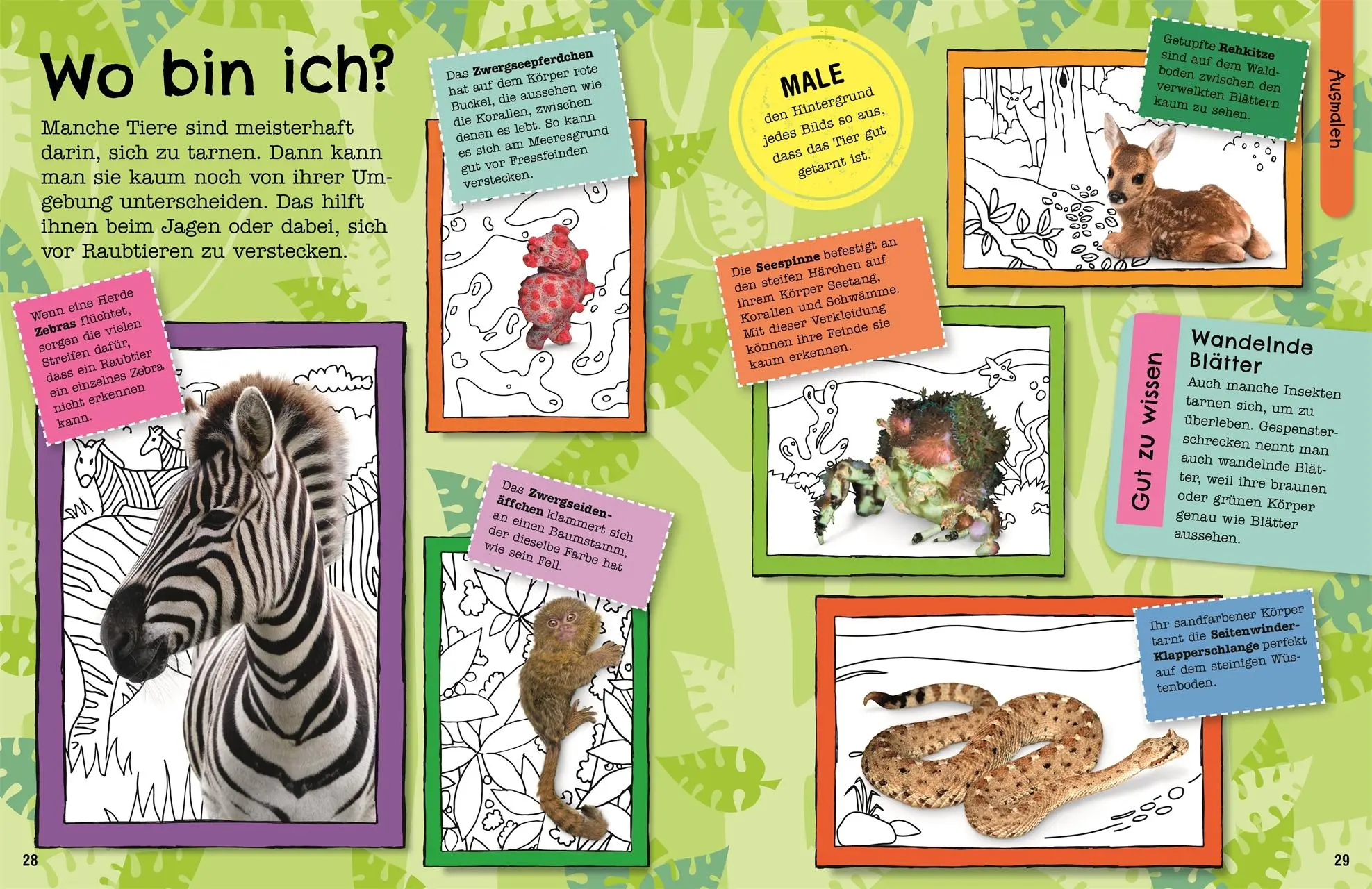 Bild: 9783831048922 | Mein Mitmach-Wissens-Kick. Tiere | DK Verlag - Kids | Taschenbuch