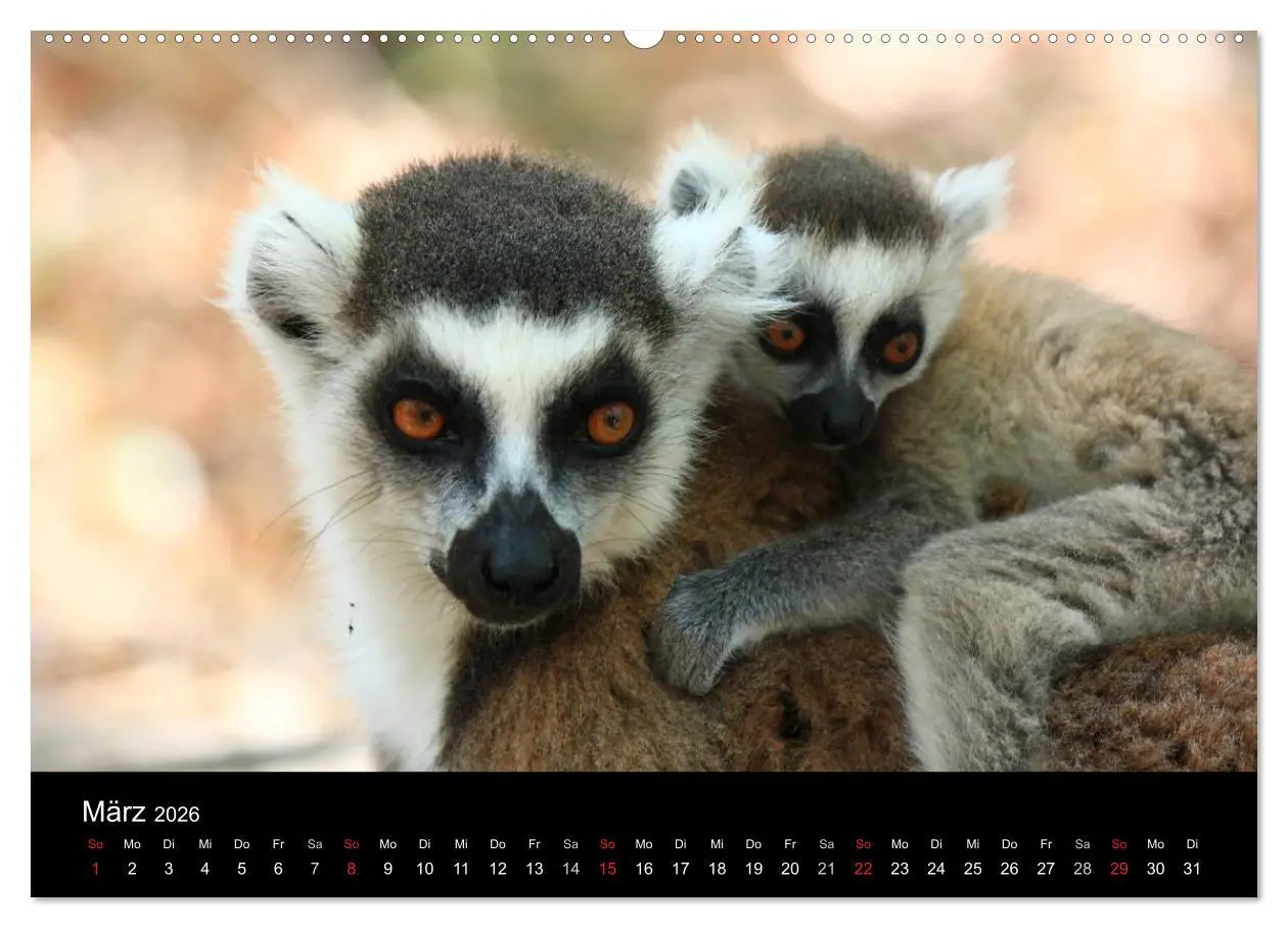 Bild: 9783457959022 | Abenteuer Madagaskar (hochwertiger Premium Wandkalender 2026 DIN A2...