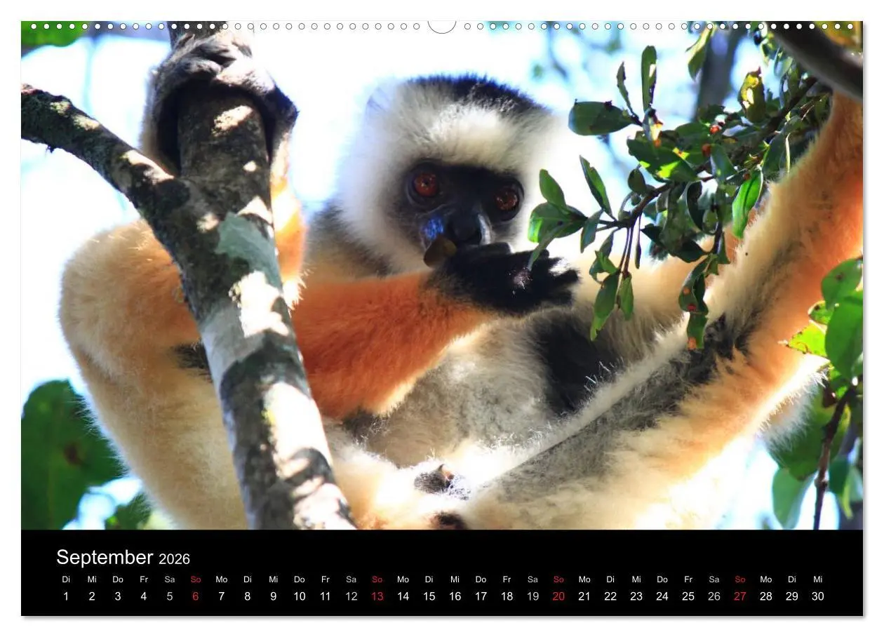 Bild: 9783457959022 | Abenteuer Madagaskar (hochwertiger Premium Wandkalender 2026 DIN A2...