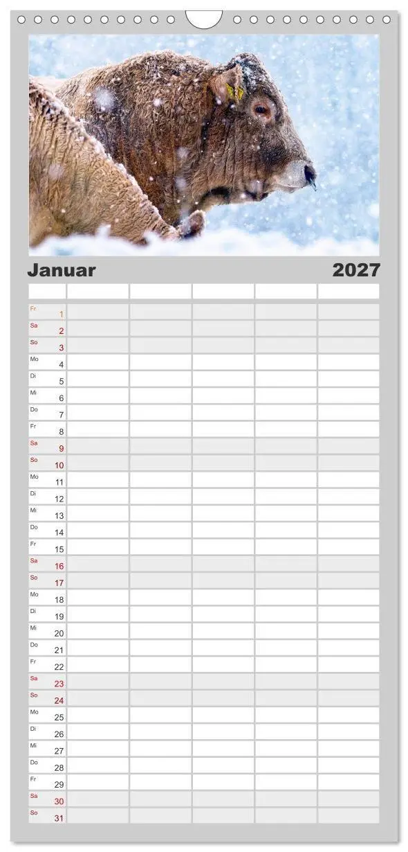 Bild: 9783594329122 | Familienplaner 2027 - Kuh und Co. mit 5 Spalten (Wandkalender, 21 x...