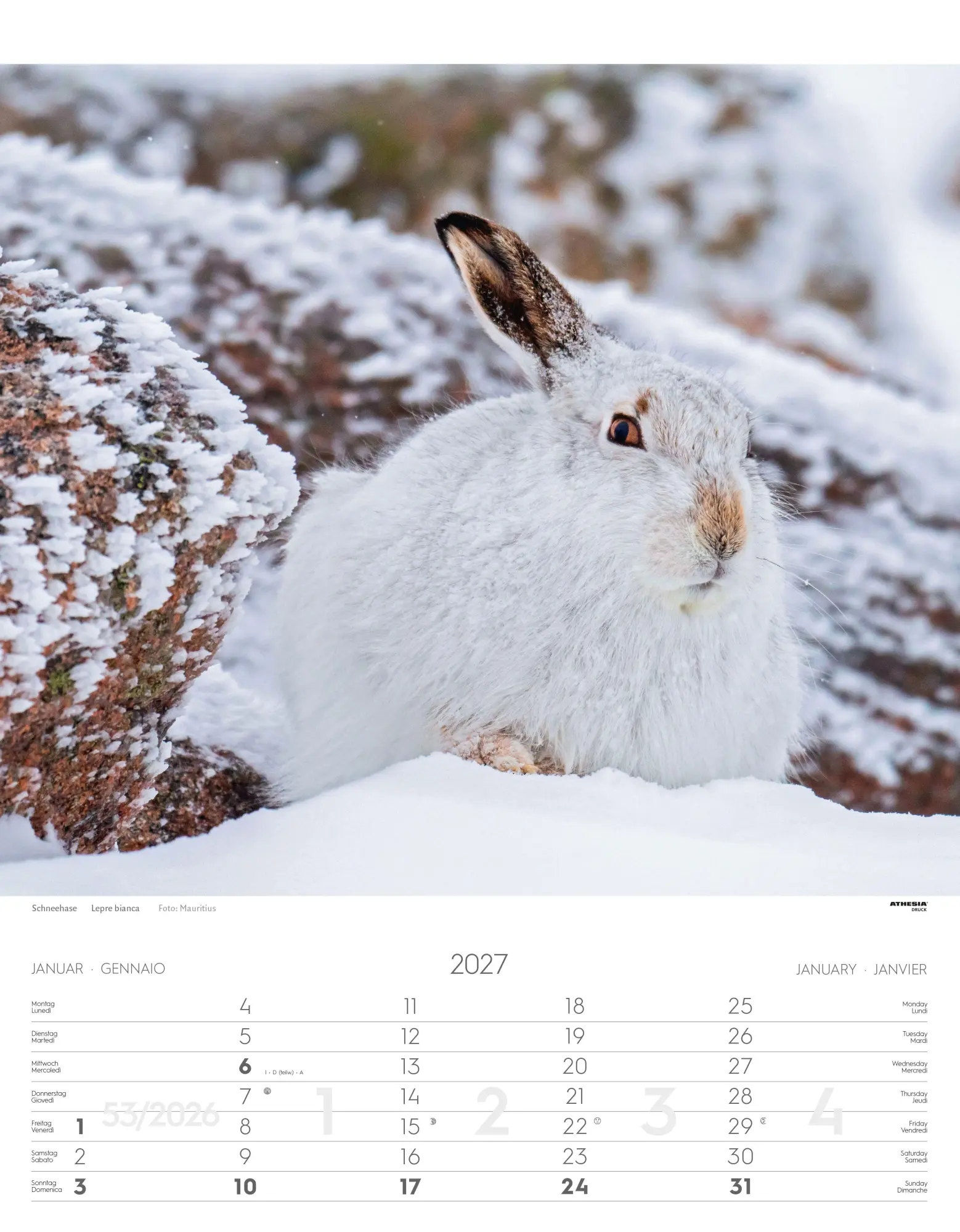 Bild: 9788868399122 | Tiere der Alpen - Kalender 2027 | Animali delle Alpi - Alpine animals