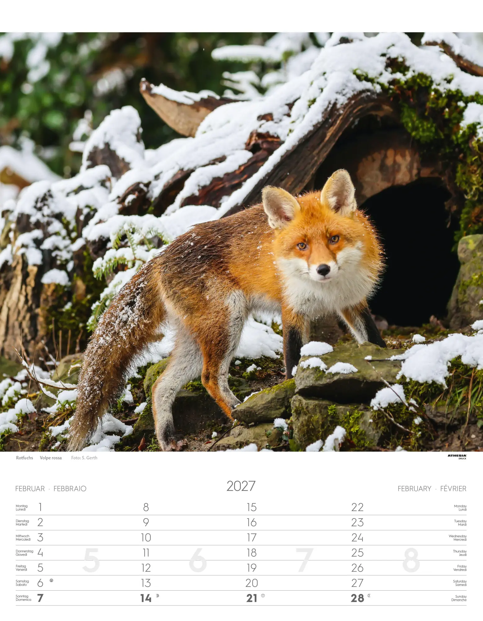 Bild: 9788868399122 | Tiere der Alpen - Kalender 2027 | Animali delle Alpi - Alpine animals
