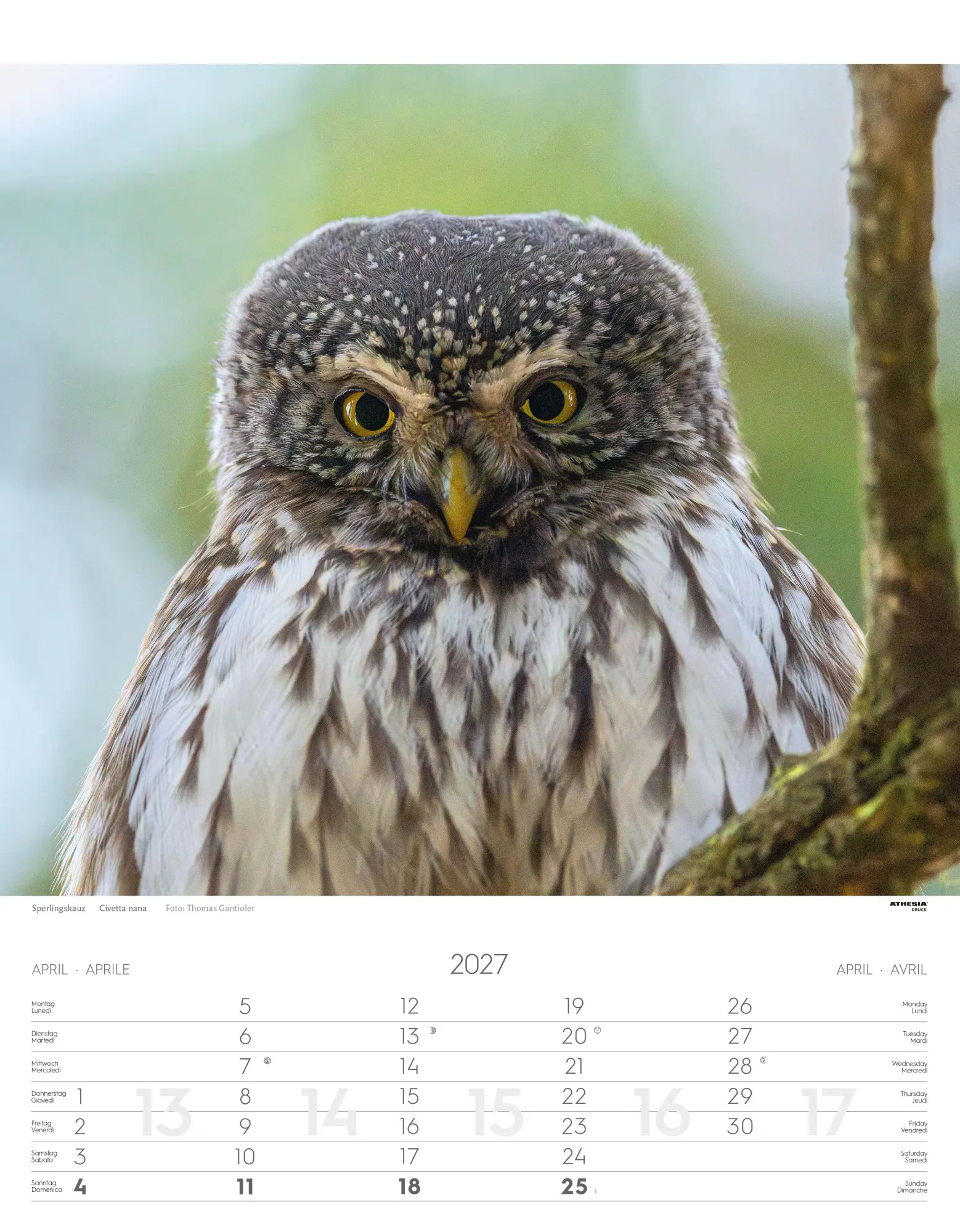 Bild: 9788868399122 | Tiere der Alpen - Kalender 2027 | Animali delle Alpi - Alpine animals