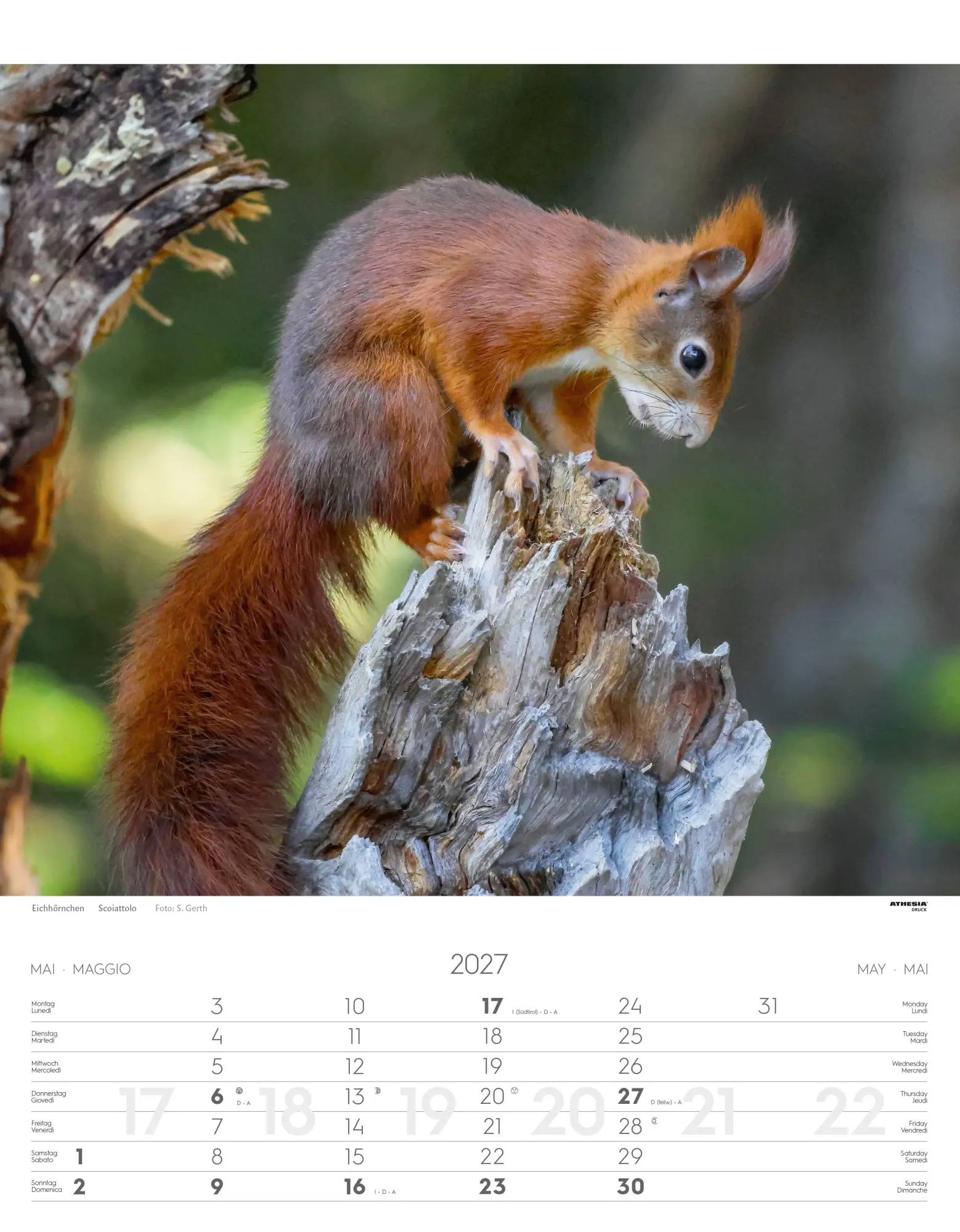 Bild: 9788868399122 | Tiere der Alpen - Kalender 2027 | Animali delle Alpi - Alpine animals