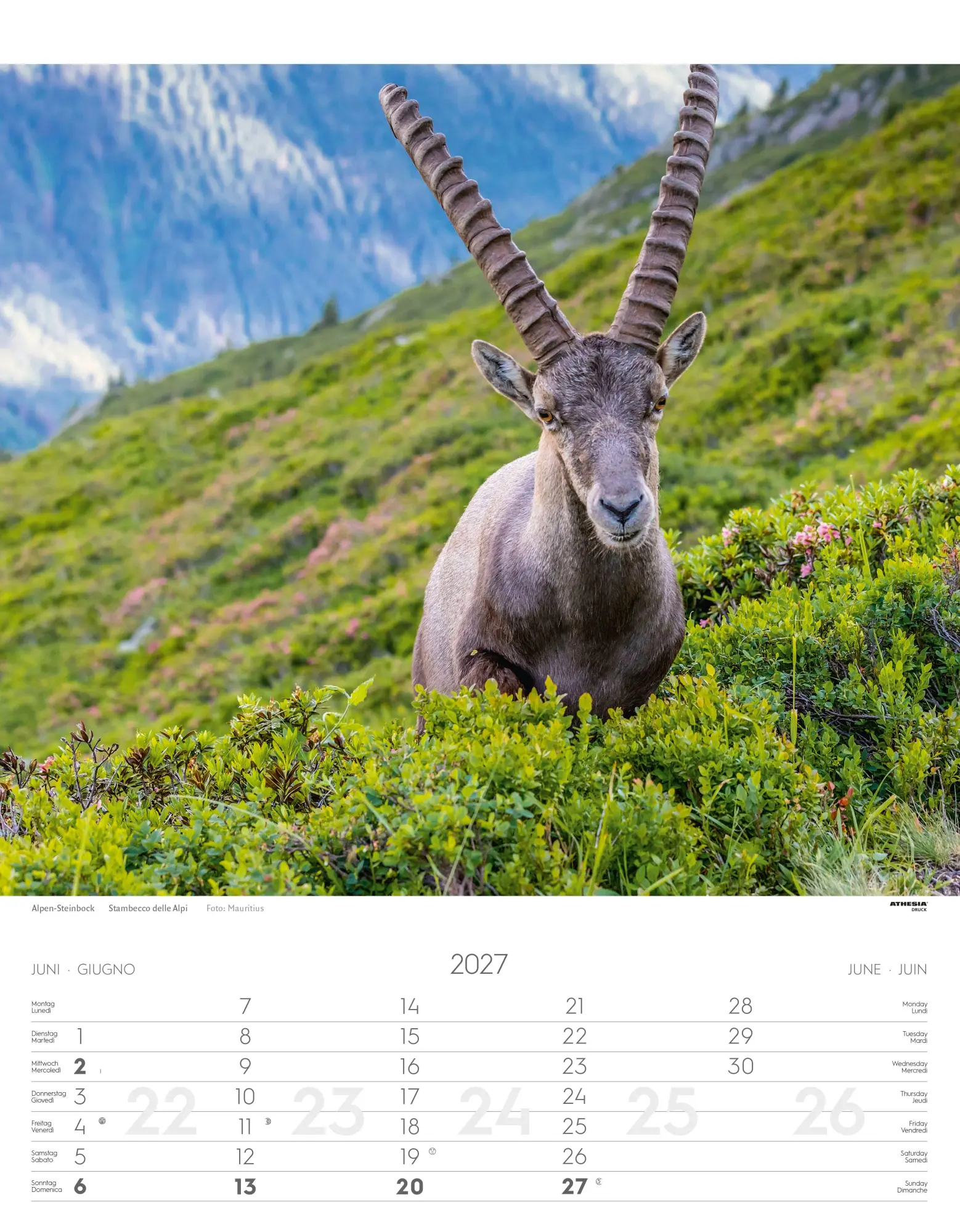 Bild: 9788868399122 | Tiere der Alpen - Kalender 2027 | Animali delle Alpi - Alpine animals