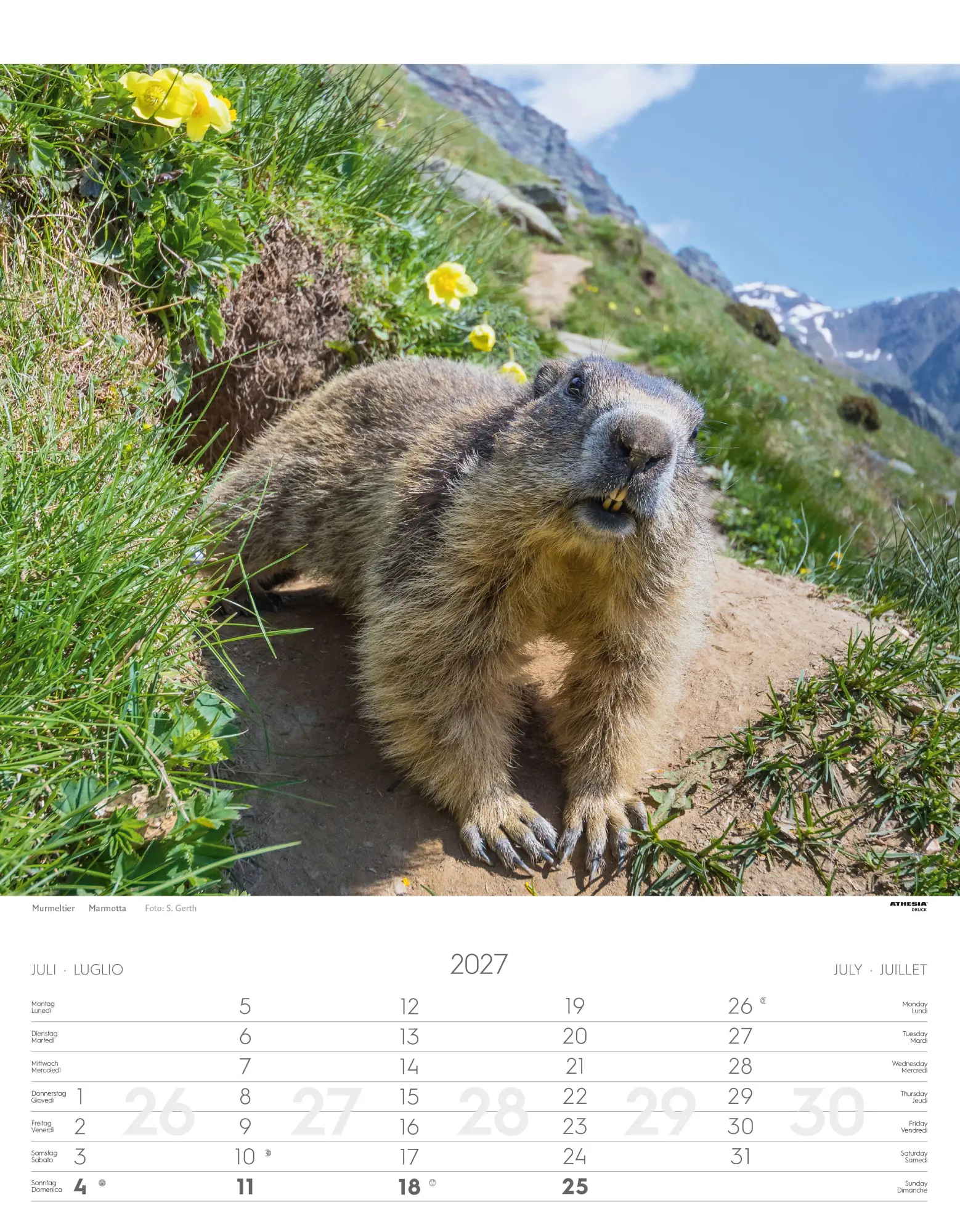 Bild: 9788868399122 | Tiere der Alpen - Kalender 2027 | Animali delle Alpi - Alpine animals