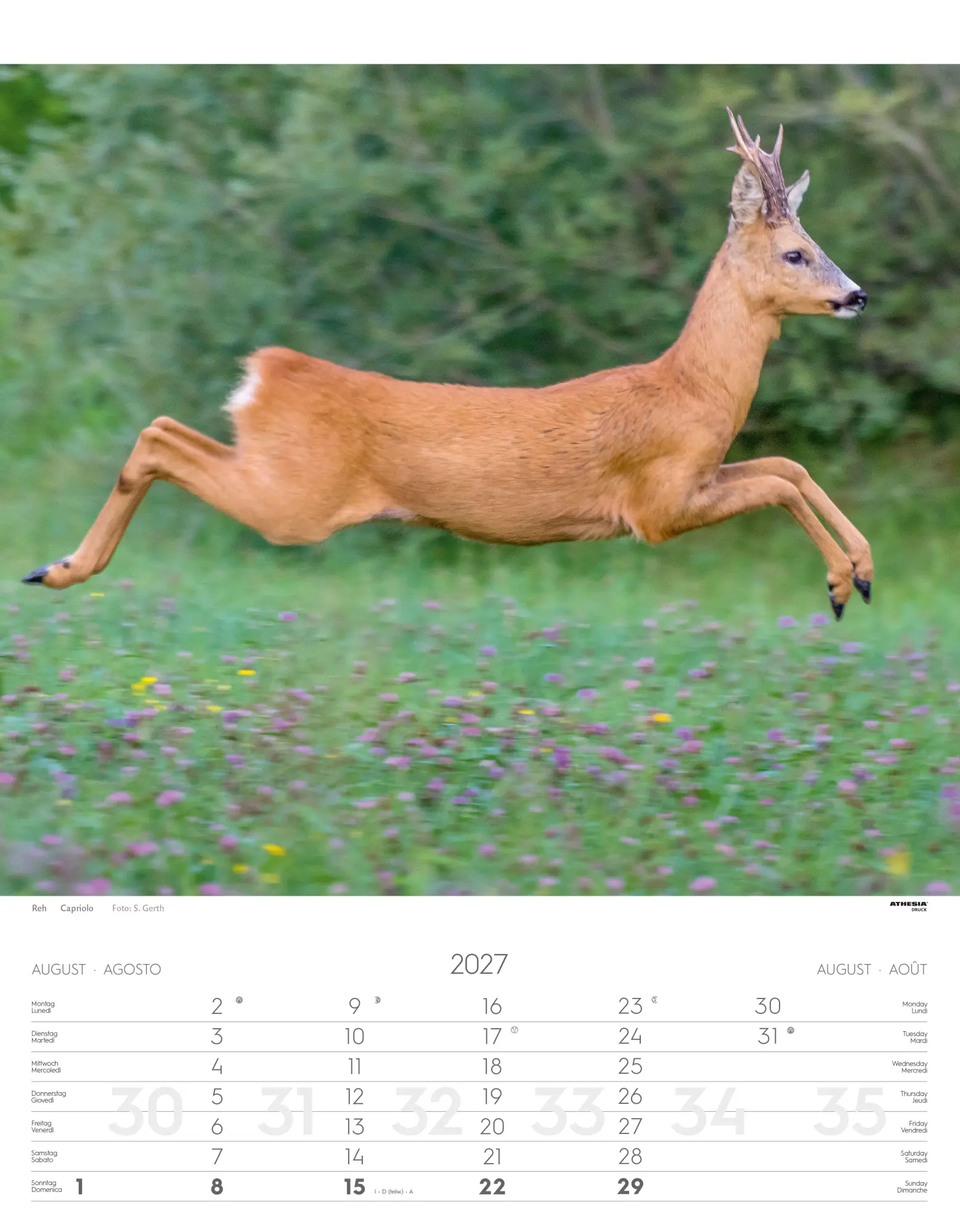 Bild: 9788868399122 | Tiere der Alpen - Kalender 2027 | Animali delle Alpi - Alpine animals