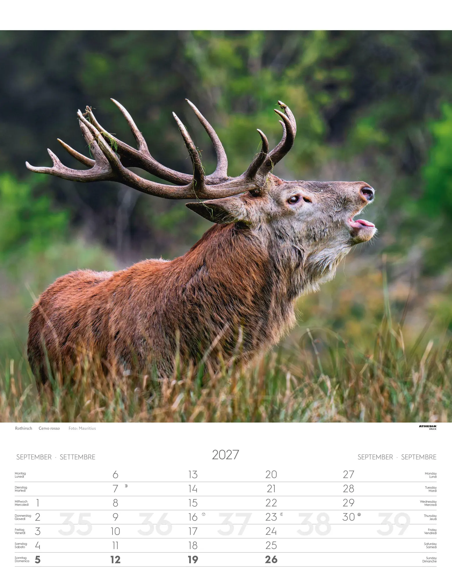Bild: 9788868399122 | Tiere der Alpen - Kalender 2027 | Animali delle Alpi - Alpine animals