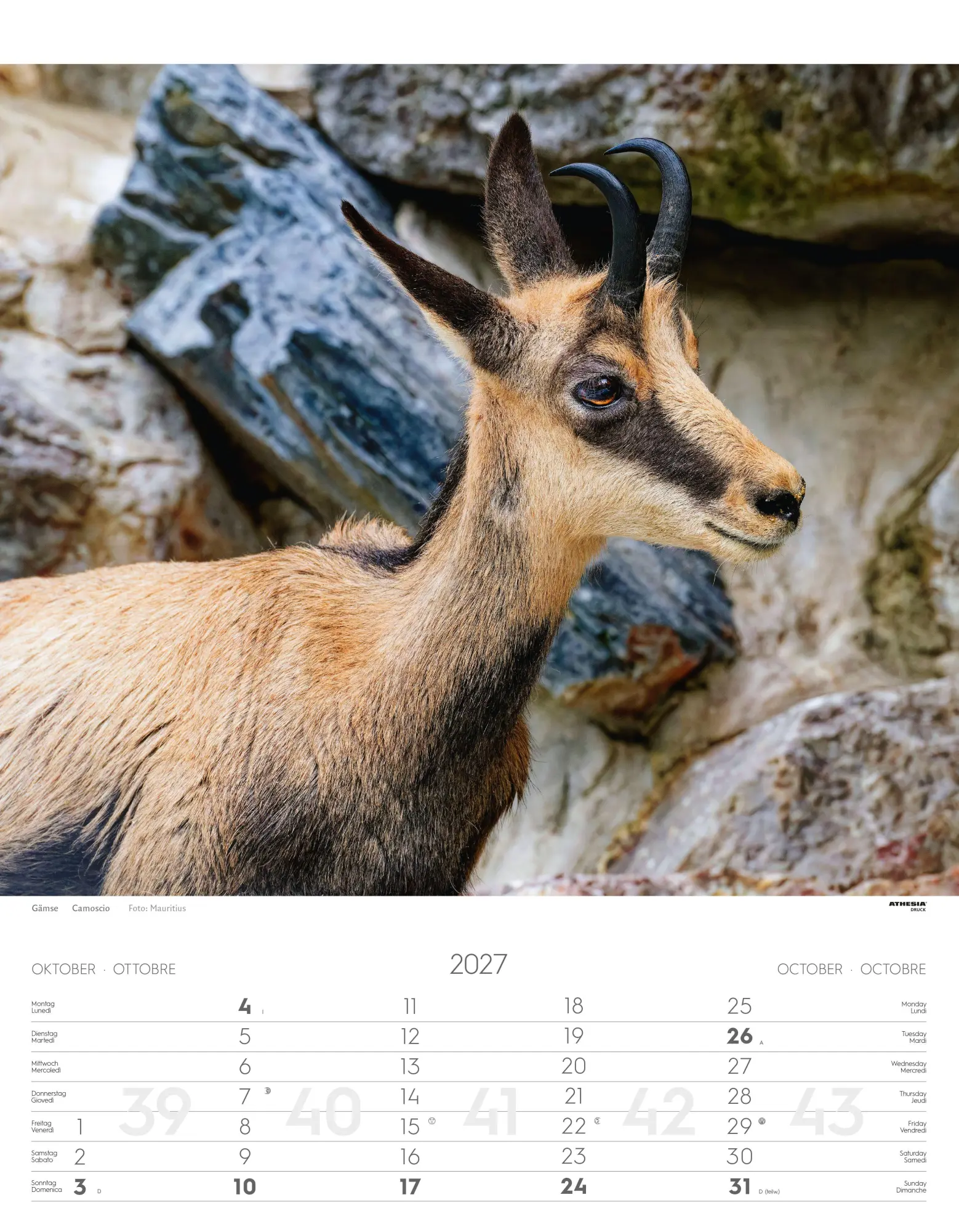 Bild: 9788868399122 | Tiere der Alpen - Kalender 2027 | Animali delle Alpi - Alpine animals