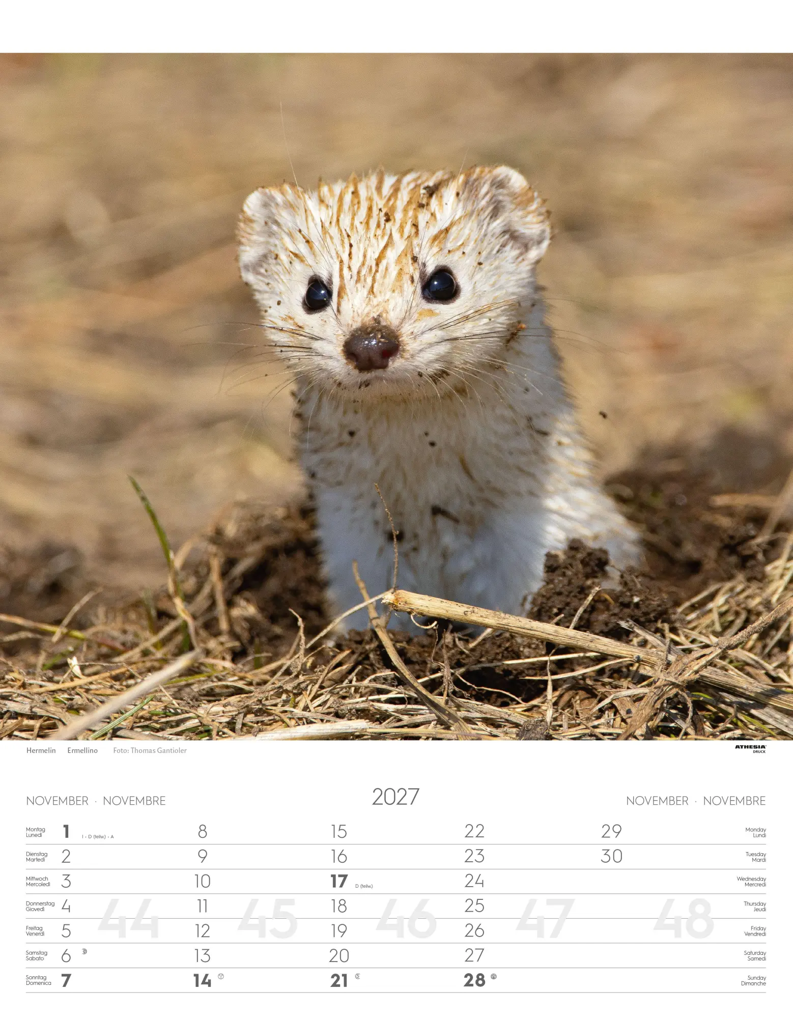 Bild: 9788868399122 | Tiere der Alpen - Kalender 2027 | Animali delle Alpi - Alpine animals