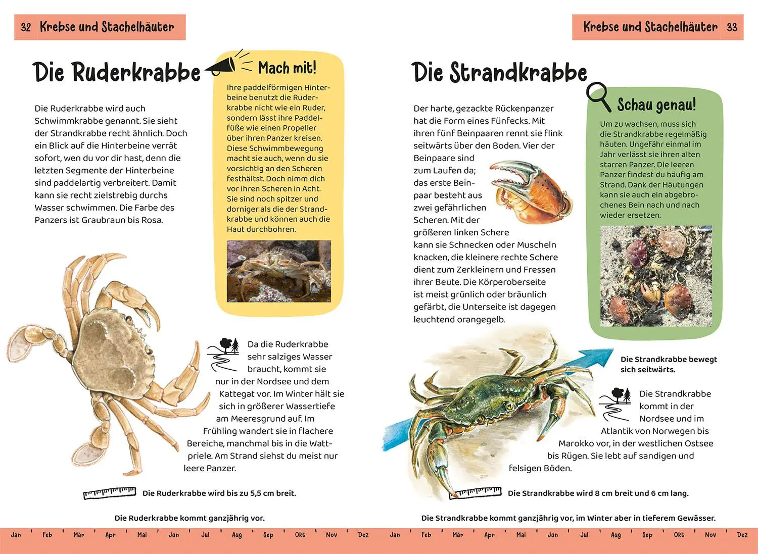 Bild: 9783440179222 | Was lebt an Strand und Küste? Kindernaturführer | Holger Haag | Buch