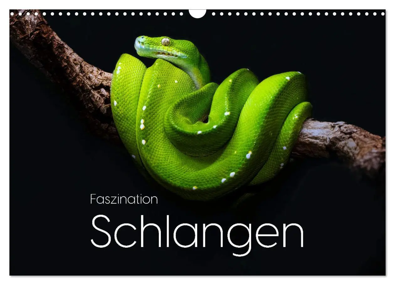 Cover: 9783457539422 | Faszination Schlangen (Wandkalender 2026 DIN A3 quer), CALVENDO...