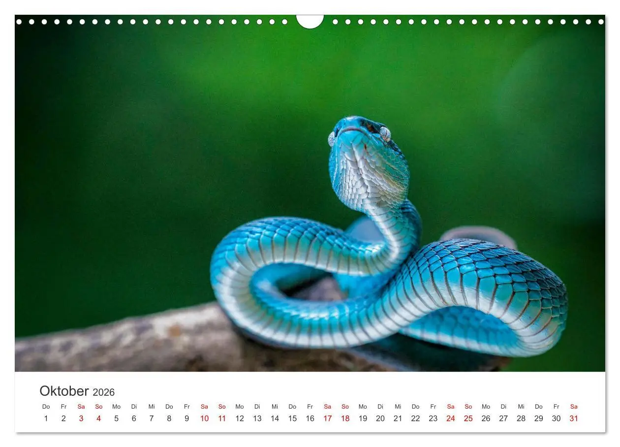 Bild: 9783457539422 | Faszination Schlangen (Wandkalender 2026 DIN A3 quer), CALVENDO...