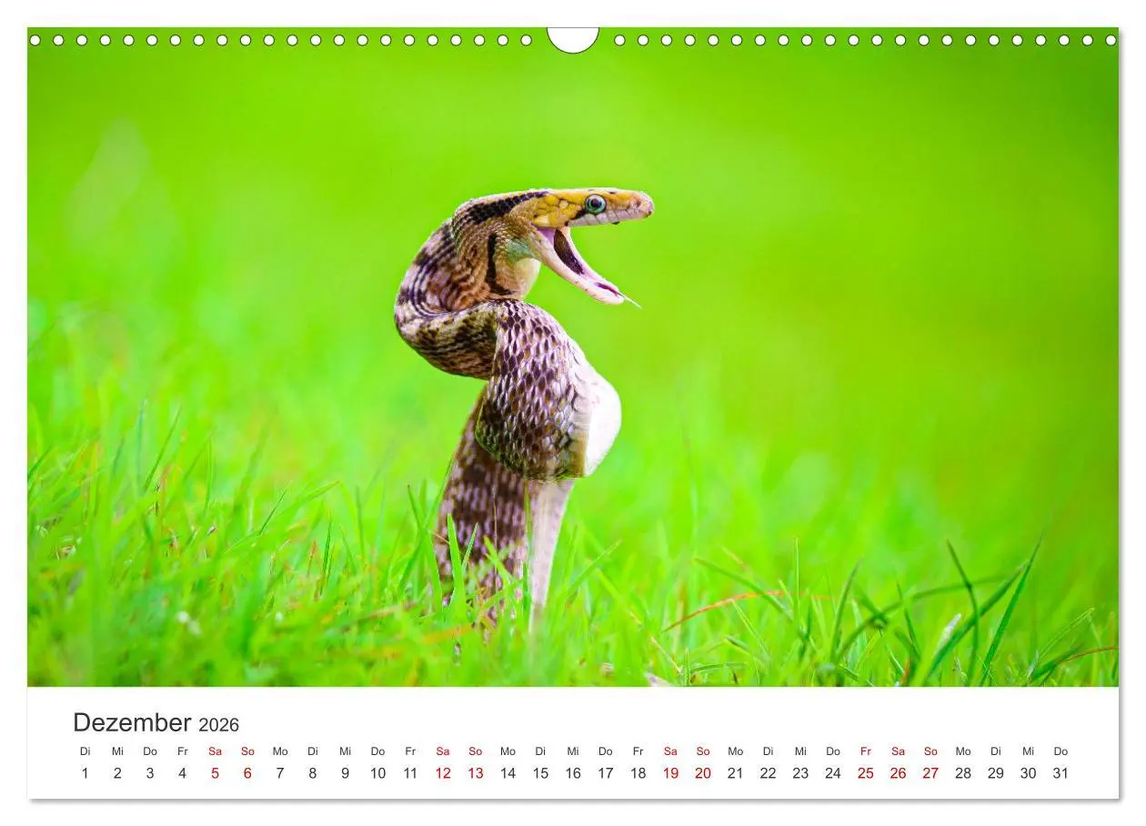 Bild: 9783457539422 | Faszination Schlangen (Wandkalender 2026 DIN A3 quer), CALVENDO...