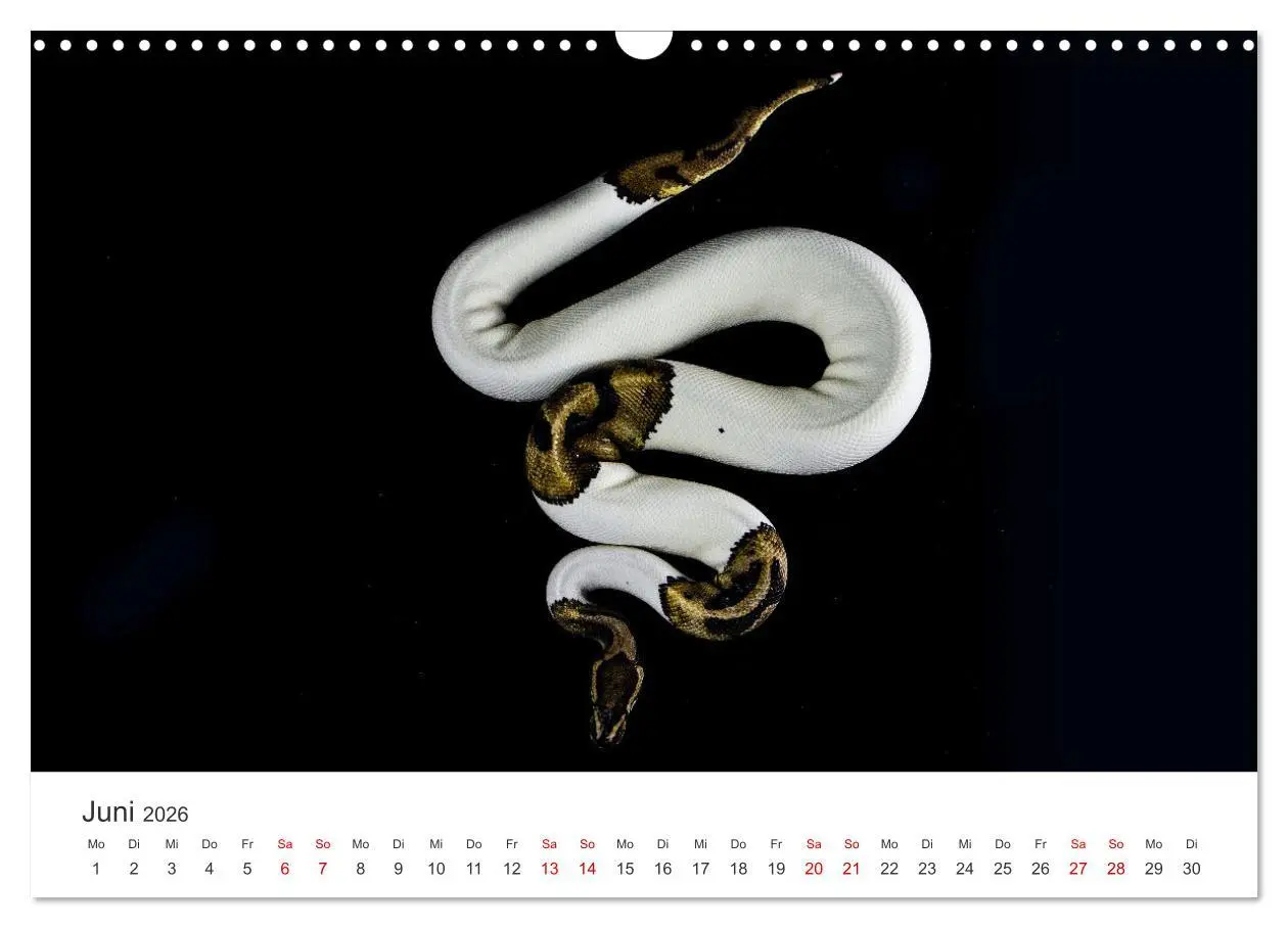 Bild: 9783457539422 | Faszination Schlangen (Wandkalender 2026 DIN A3 quer), CALVENDO...