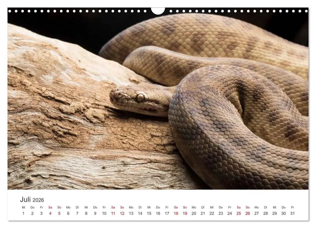 Bild: 9783457539422 | Faszination Schlangen (Wandkalender 2026 DIN A3 quer), CALVENDO...