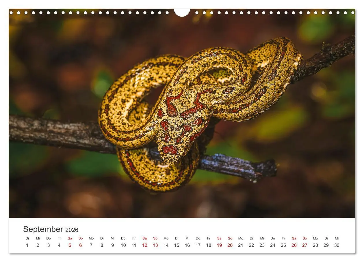 Bild: 9783457539422 | Faszination Schlangen (Wandkalender 2026 DIN A3 quer), CALVENDO...