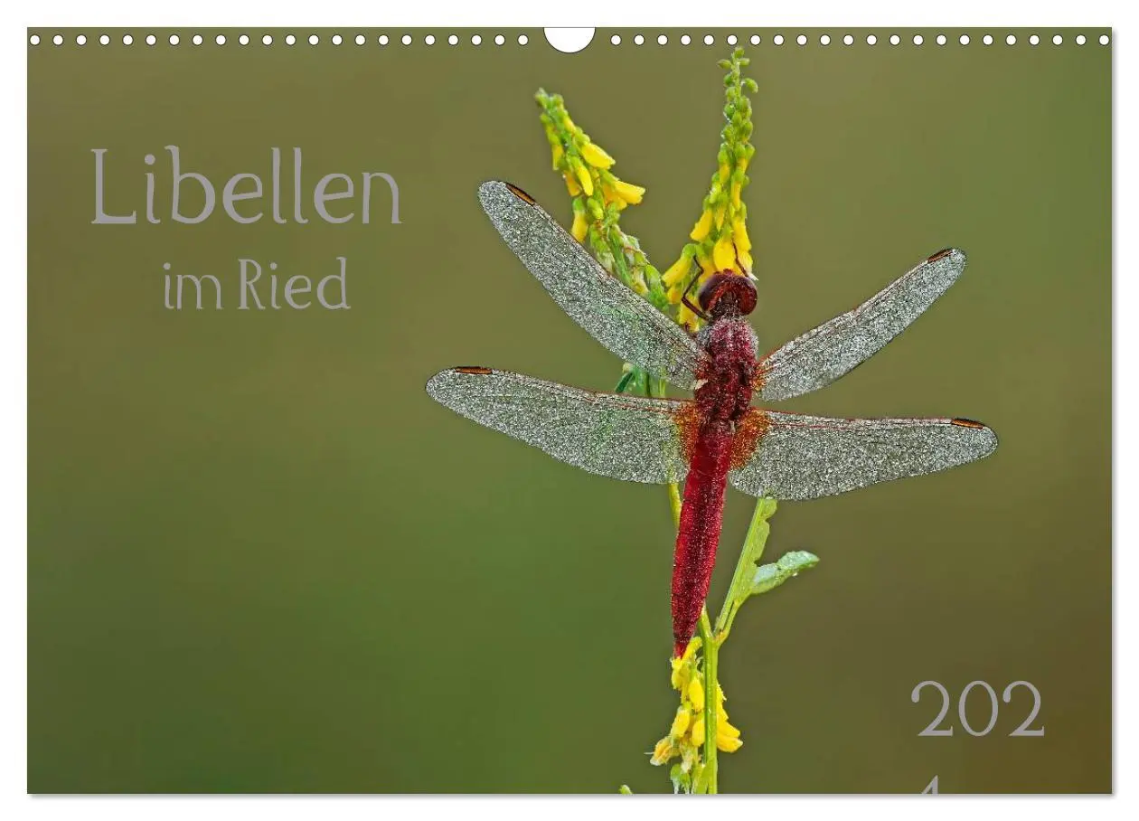 Cover: 9783516009422 | Libellen im Ried (Wandkalender 2026 DIN A3 quer), CALVENDO...