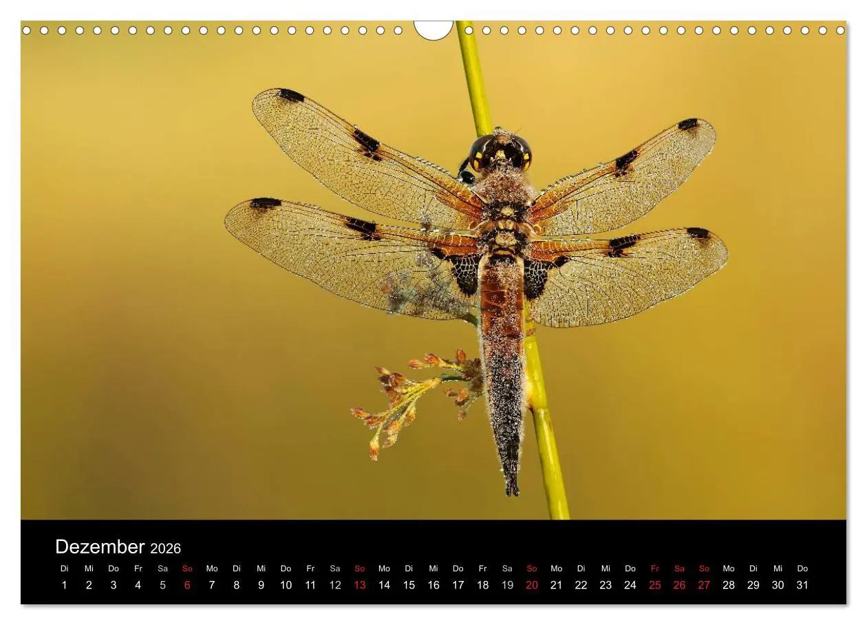 Bild: 9783516009422 | Libellen im Ried (Wandkalender 2026 DIN A3 quer), CALVENDO...