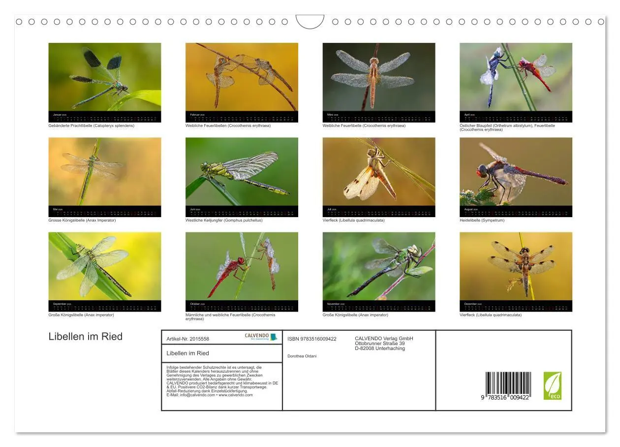 Bild: 9783516009422 | Libellen im Ried (Wandkalender 2026 DIN A3 quer), CALVENDO...