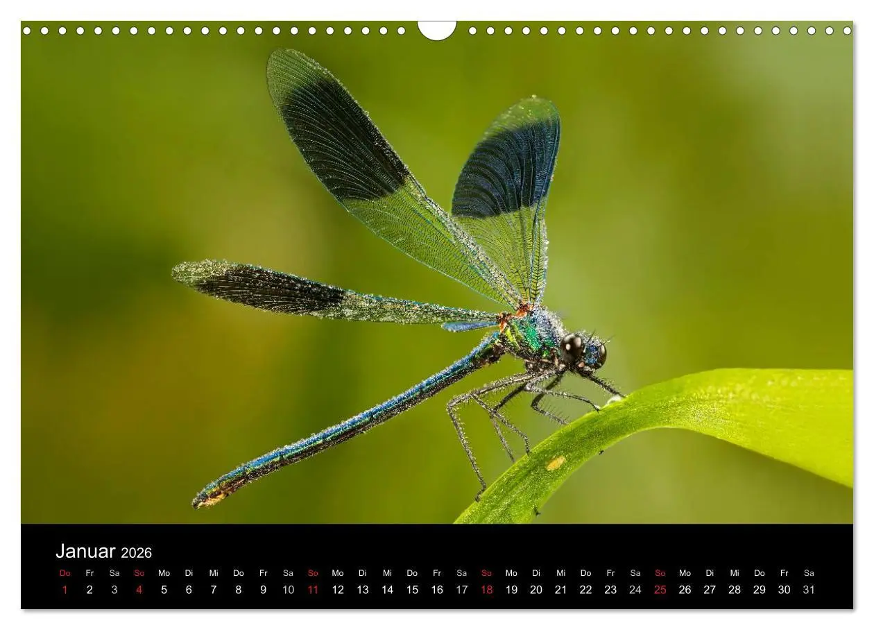 Bild: 9783516009422 | Libellen im Ried (Wandkalender 2026 DIN A3 quer), CALVENDO...