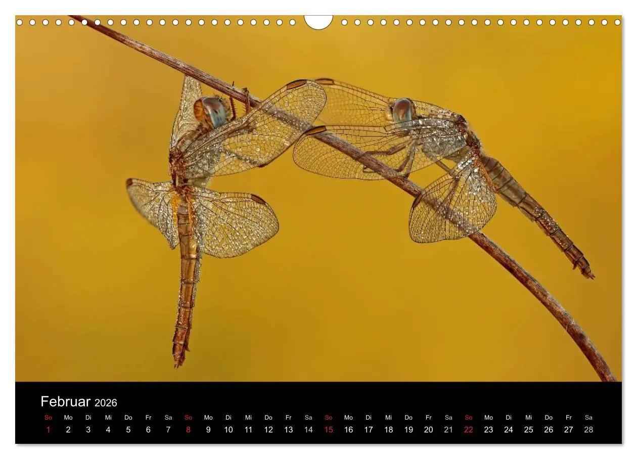 Bild: 9783516009422 | Libellen im Ried (Wandkalender 2026 DIN A3 quer), CALVENDO...