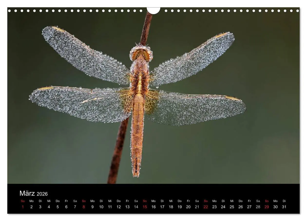 Bild: 9783516009422 | Libellen im Ried (Wandkalender 2026 DIN A3 quer), CALVENDO...